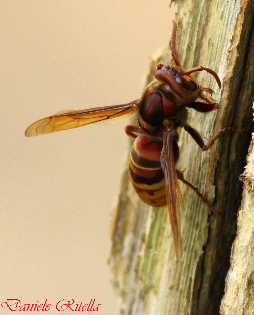 Vespa crabro!!!